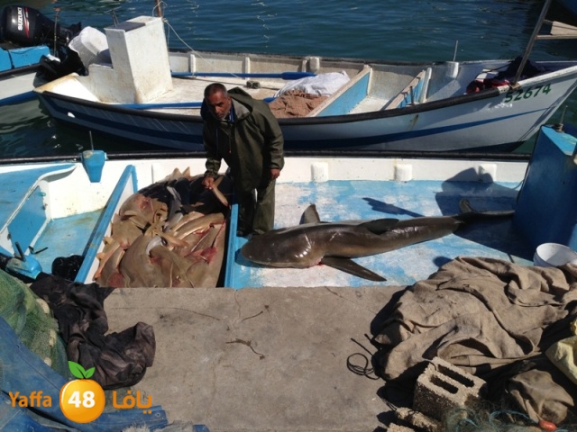 minashark328 (13).JPG